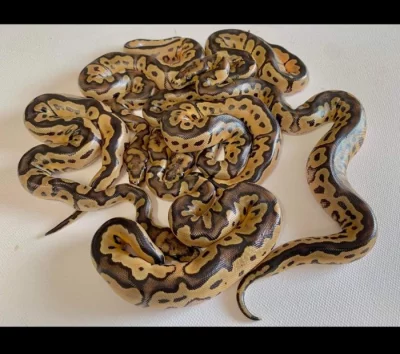 Prodám hada. - 100% clown het. Albino 100%  het. Piebald