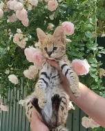 Výjimečný vrh koťat Serval a Savannah the caracal