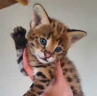 Výjimečný vrh koťat Serval a Savannah the caracal