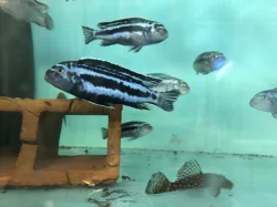 malawi odchovy