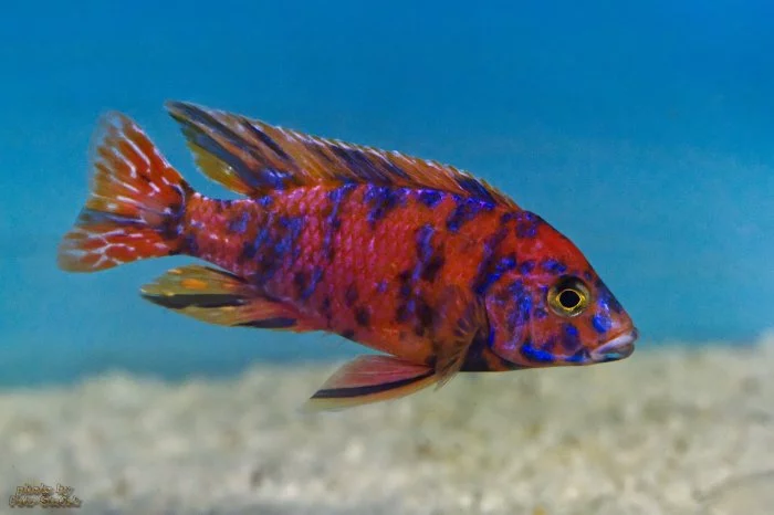 malawi odchovy