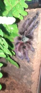 Caribena (ex. Avicularia) Versicolor