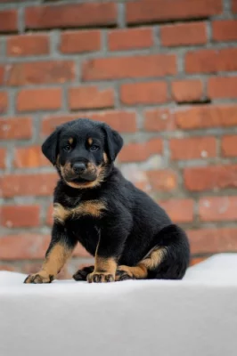 Beauceron - poslední 2 štěňata k rezervaci!!!