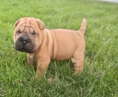 Shar-pei, šarpej - štěňátka s PP