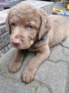 Retriever - Chesapeak Bay retrívr s PP