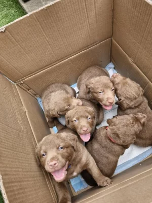 Retriever - Chesapeak Bay retrívr s PP