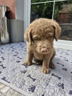 Retriever - Chesapeak Bay retrívr s PP