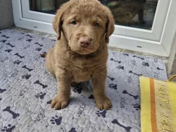 Retriever - Chesapeak Bay retrívr s PP