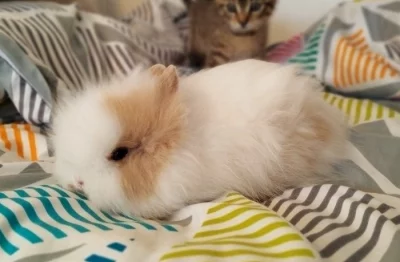 Zakrslý Teddy králík, sameček