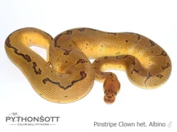 Krajta královská - poslední loňská mláďata