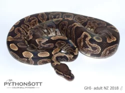 Krajta královská - poslední loňská mláďata