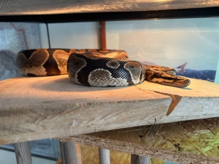 Krajta královská a užovka domácí
