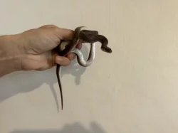 Krajta královská a užovka domácí