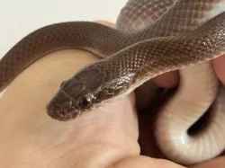 Krajta královská a užovka domácí