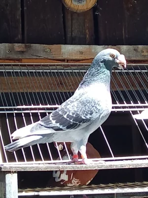 Prodám celý chov holubů