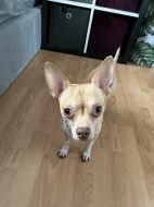 Daruji psa