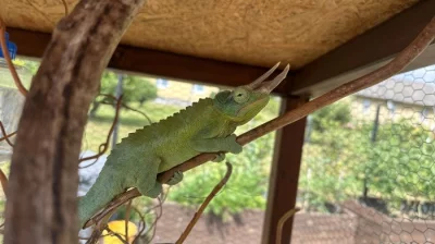 Trioceros jacksonii xantholophus mláďata