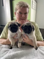 Mops, Mopse, Pug