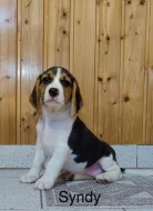 Bigl tricolor