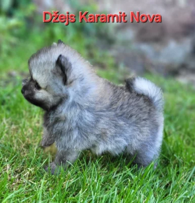 Německý špic malý/ trpasličí štěňátka s PP FCI