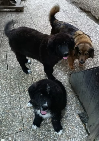 Pastevecký Kavkazák