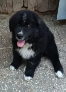 Pastevecký Kavkazák