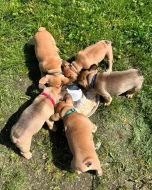 Francouzský buldoček 3 měsíce