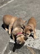 Francouzský buldoček 3 měsíce