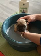 Francouzský buldoček 3 měsíce