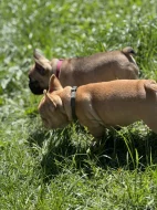 Francouzský buldoček 3 měsíce