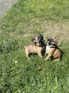 Francouzský buldoček 3 měsíce