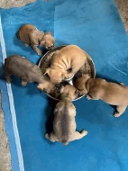 Francouzský buldoček 3 měsíce