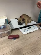 Francouzský buldoček 3 měsíce