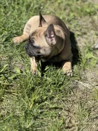Francouzský buldoček 3 měsíce