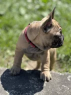 Francouzský buldoček 3 měsíce