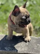 Francouzský buldoček 3 měsíce