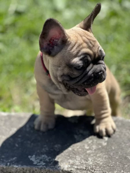 Francouzský buldoček 3 měsíce