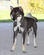 Československý vlčák