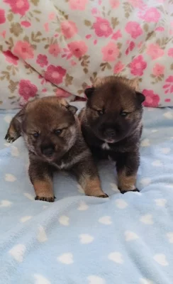 Československý vlčák