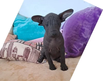 Peruánský naháč malý a střední s PP