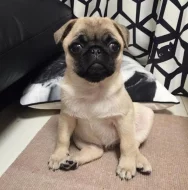 Mops (Mopslík) Pug