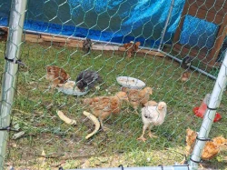 Prodám kuřátka  Dominant