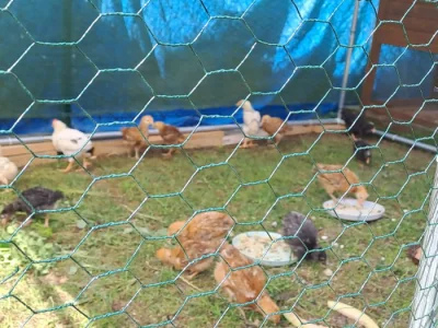 Prodám kuřátka  Dominant