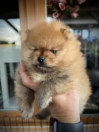 Německý malý špic s PP