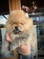 Německý malý špic s PP