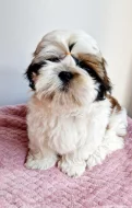 SHIH-TZU s PP