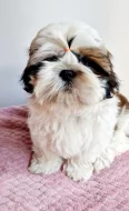 SHIH-TZU s PP
