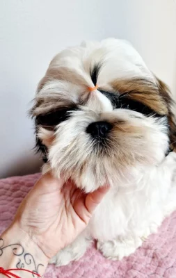 SHIH-TZU s PP