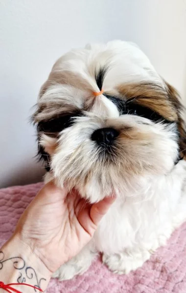 SHIH-TZU s PP