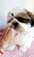 SHIH-TZU s PP